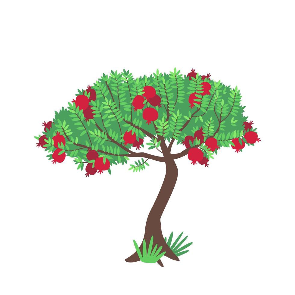 Pomegranate tree isolated on white vector