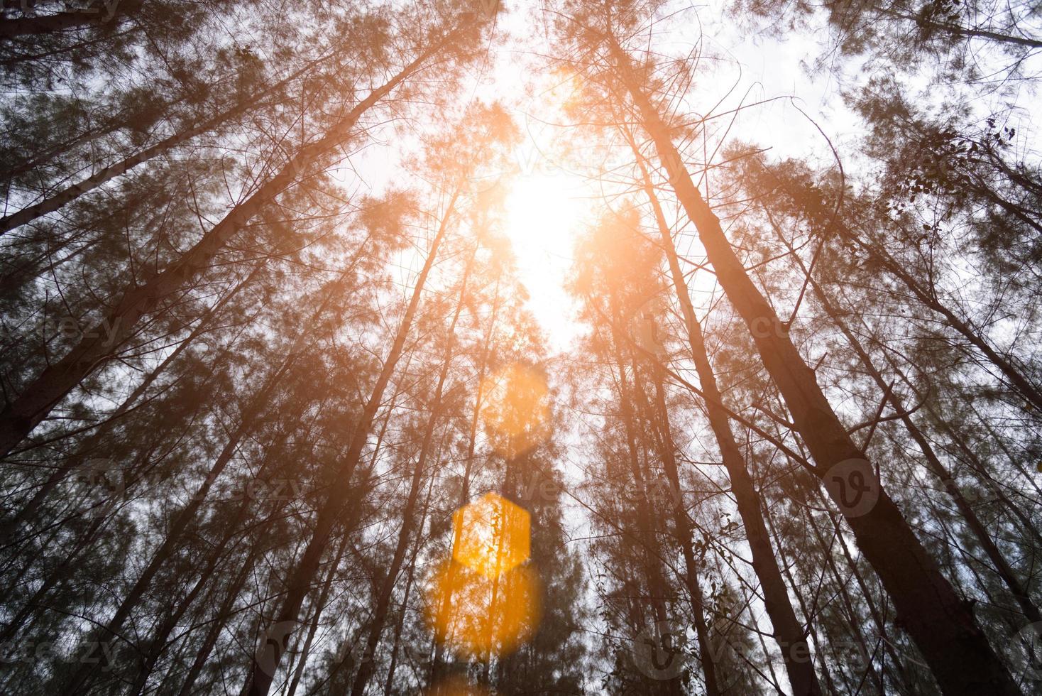 Pine woods with sun light flare. Green forest photo