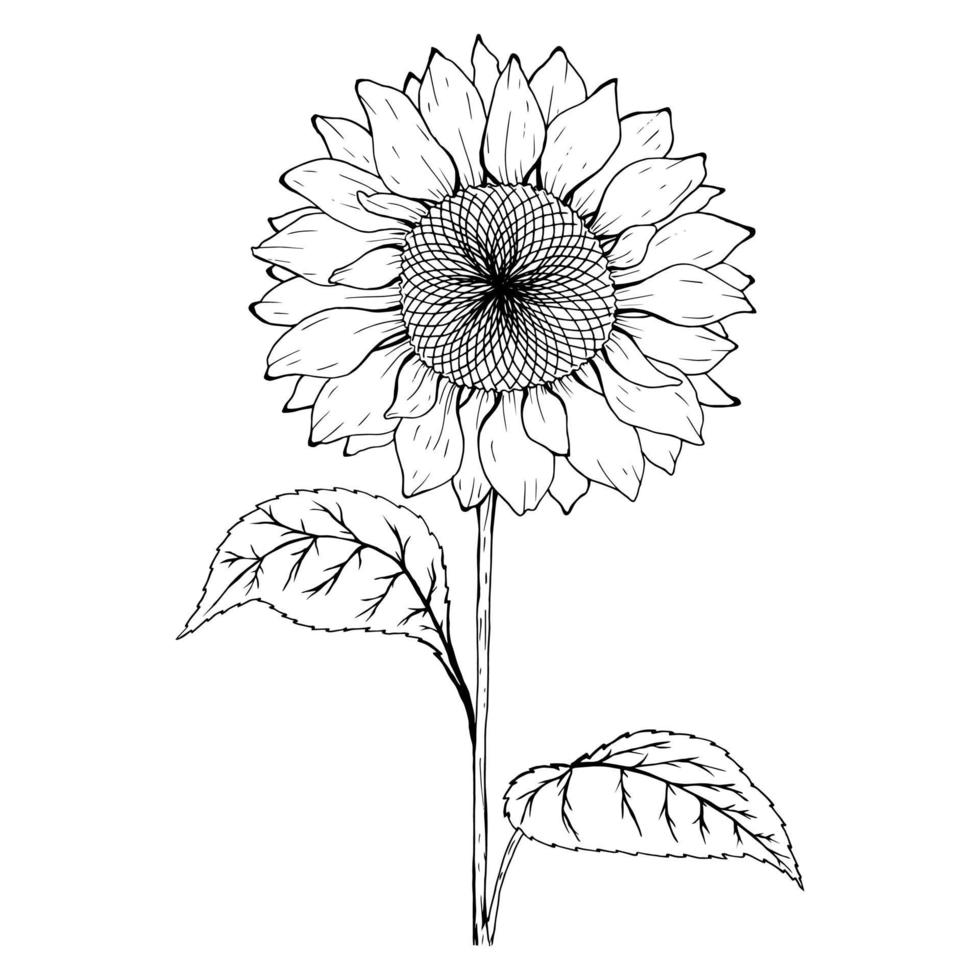 Sketch of sunflower. Black and white sunflower botanical illustration. vector