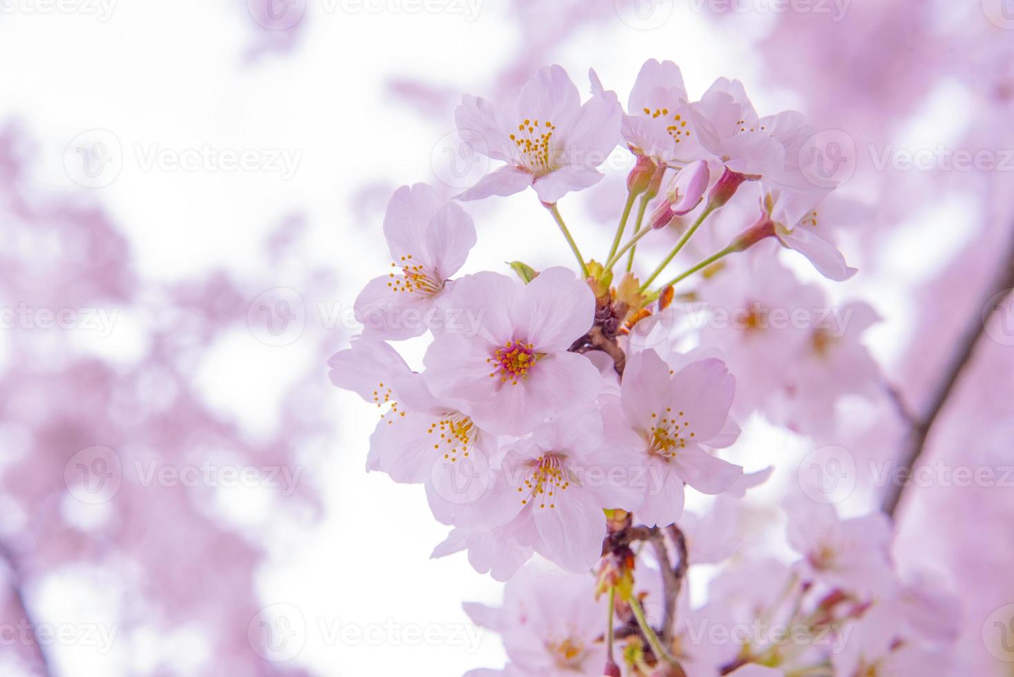 Pink cherry blossom sakura, low clarity photo