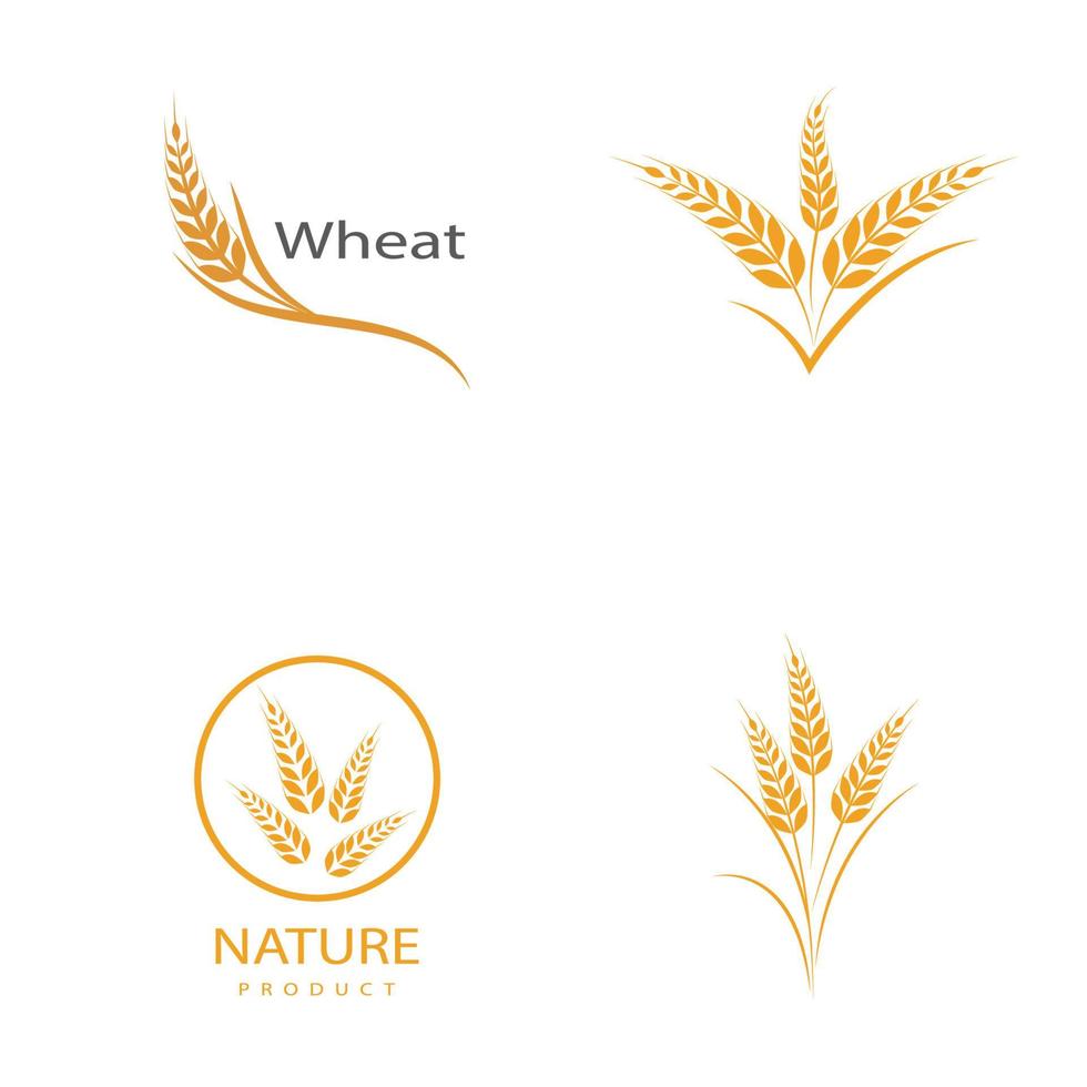 Agriculture wheat vector icon design