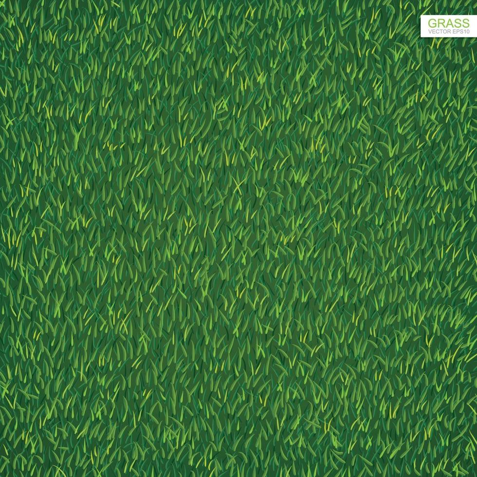 Green lawn grass texture for background. Vector. vector