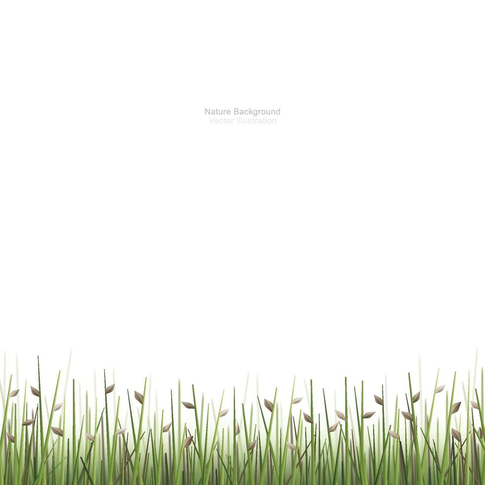 Outdoor green field background isolated on white. Vector. vector