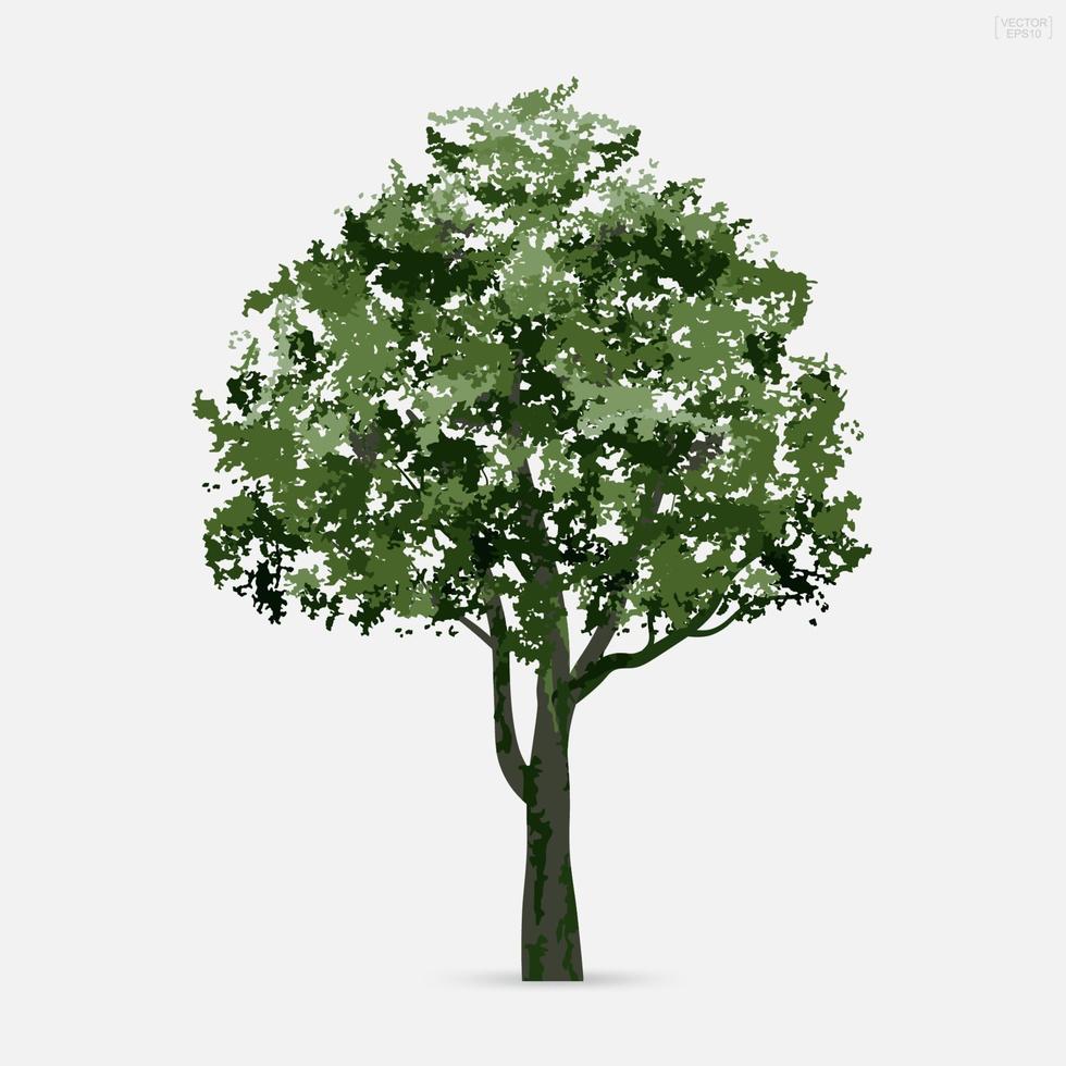 árbol aislado sobre fondo blanco. vector. vector