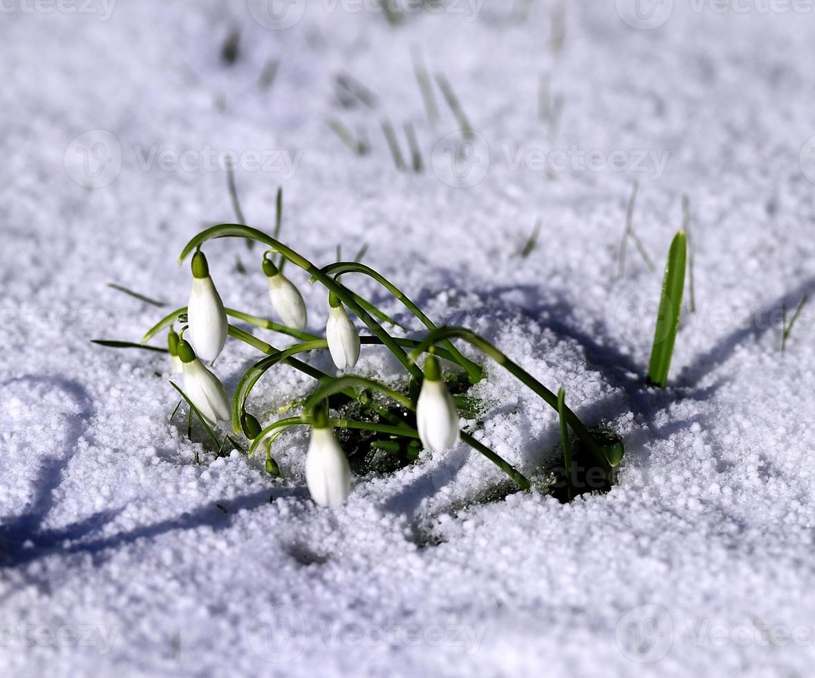 galanthus de primavera en la nieve foto