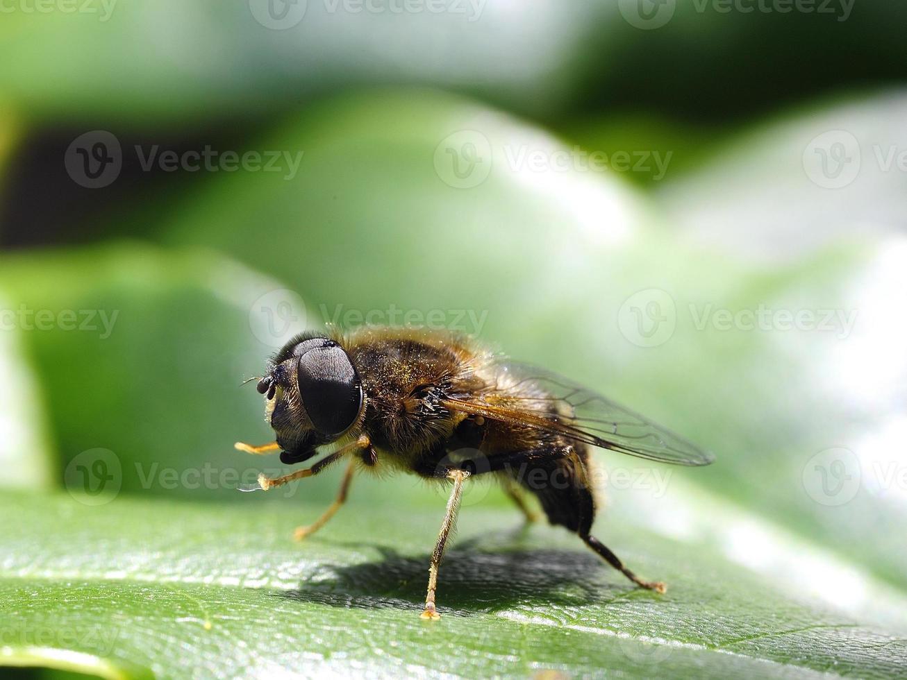 Sun bathing Dronefly photo