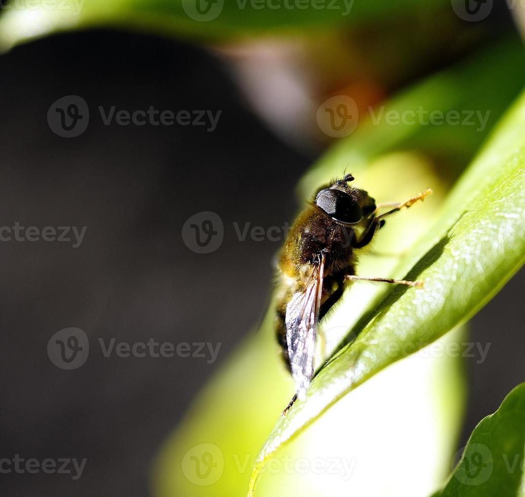 Sun bathing Dronefly photo