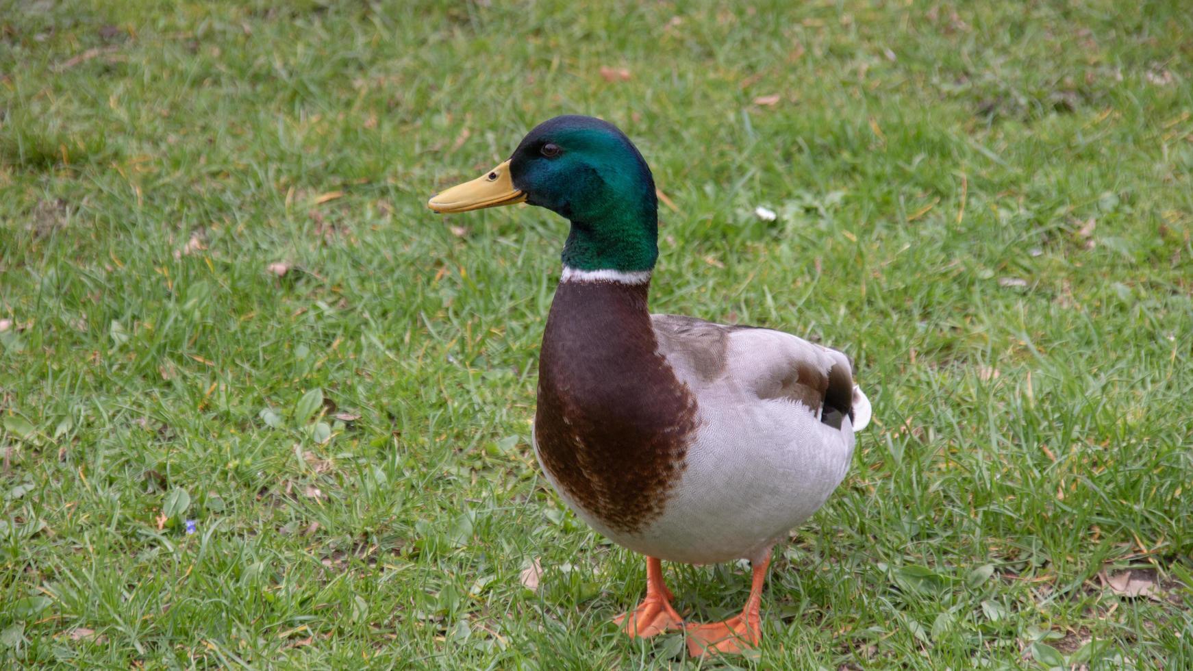 Duck on the grass photo