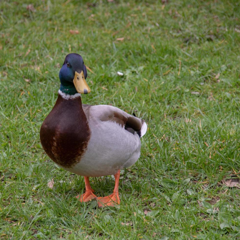 Duck in a park photo