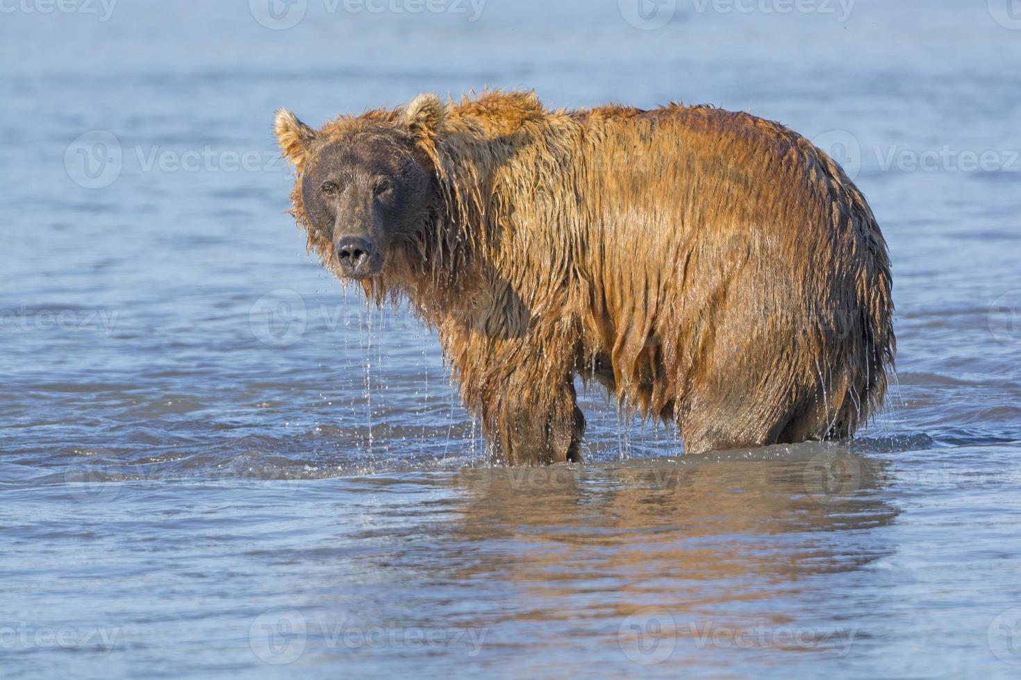 Grizzly Dripping from Fishing in the Water photo