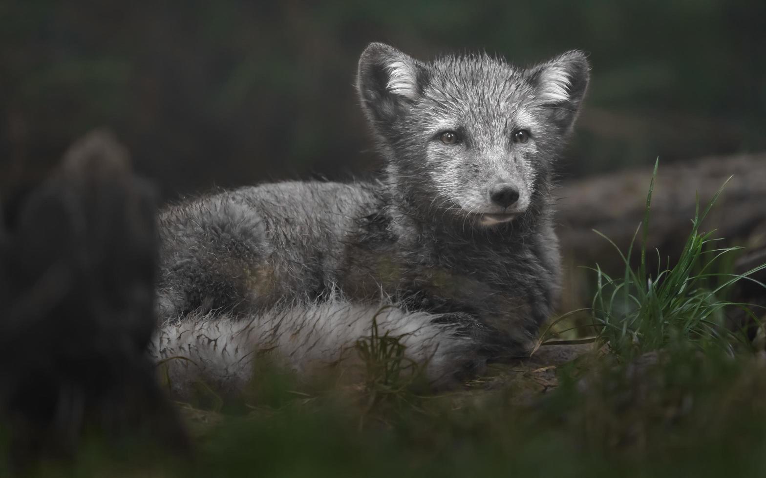 Arctic fox in grass photo