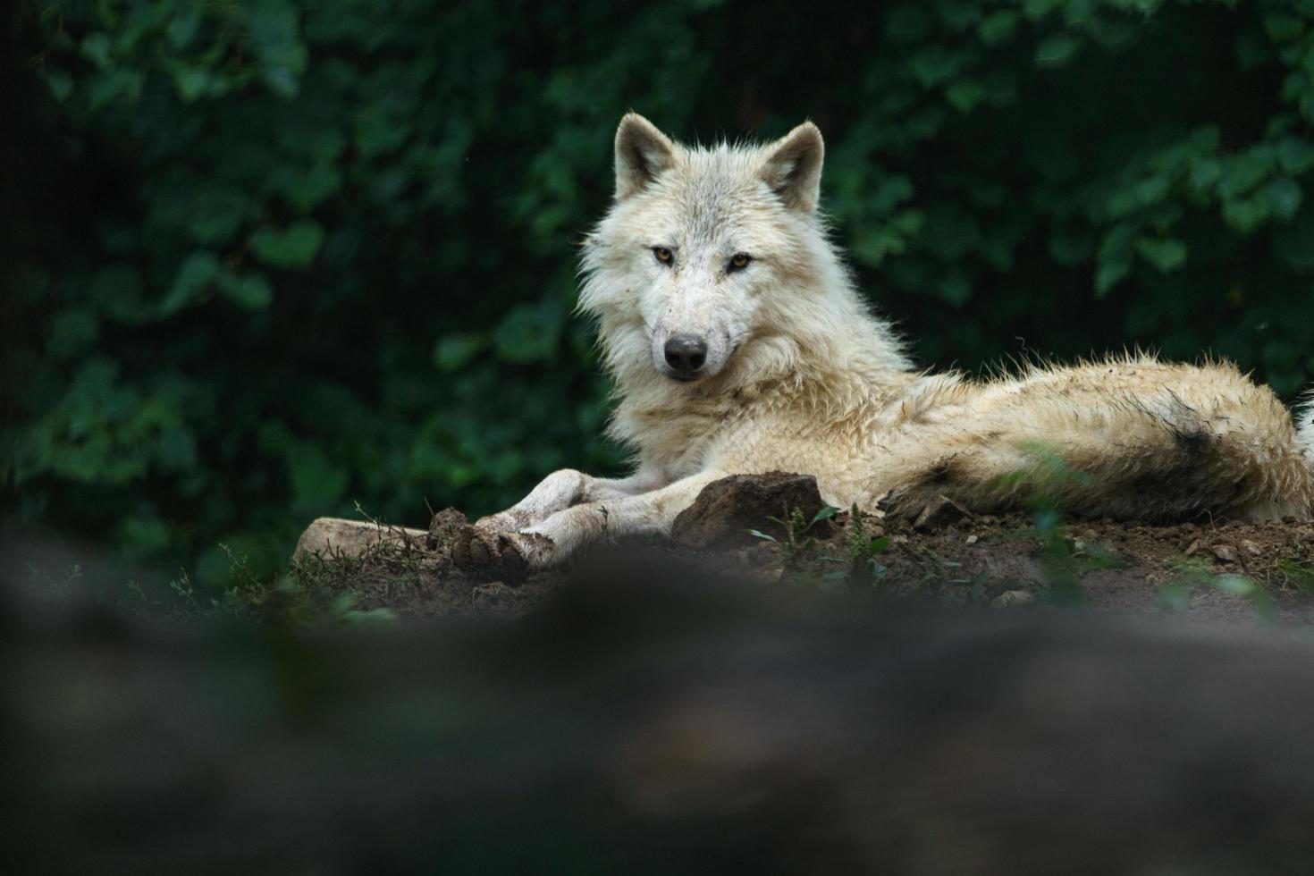 Portrait of Arctic wolf photo