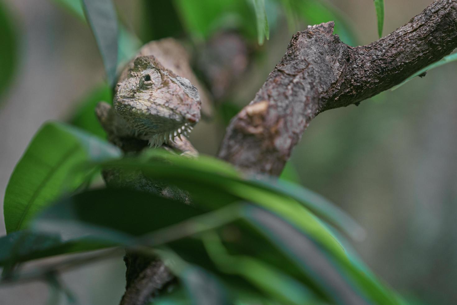 anolis barbatus en terrario foto