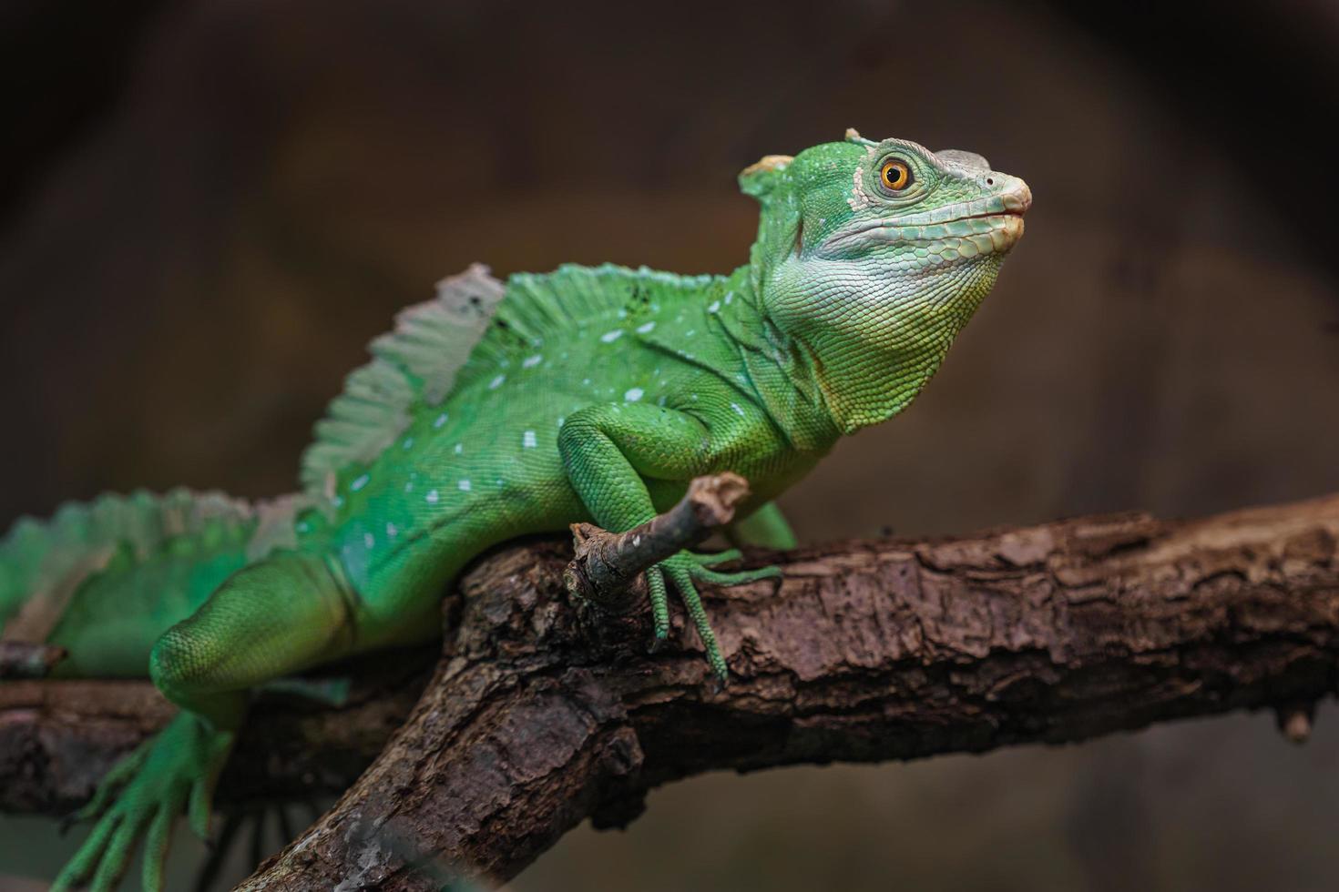 Plumed basilisk on branch photo