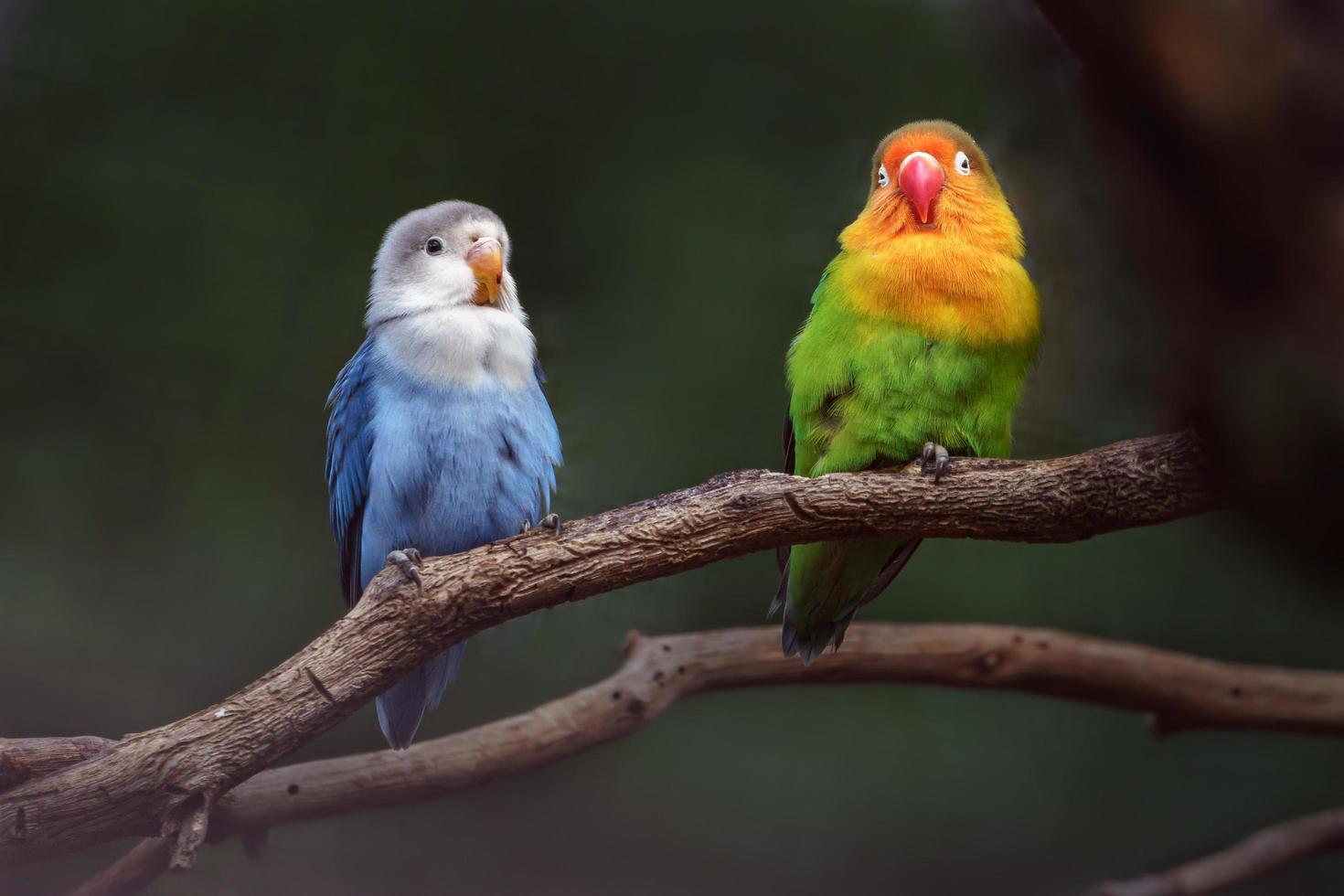 retrato del agapornis de fischer foto