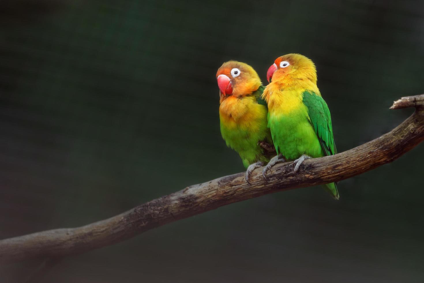 retrato del agapornis de fischer foto