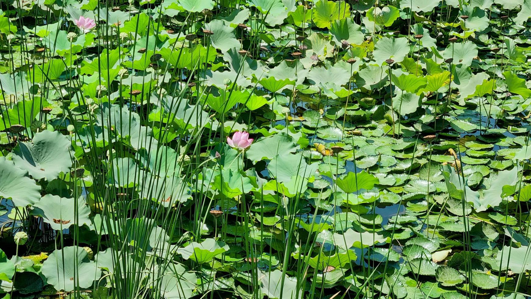 Lonely pink flower in the greens photo