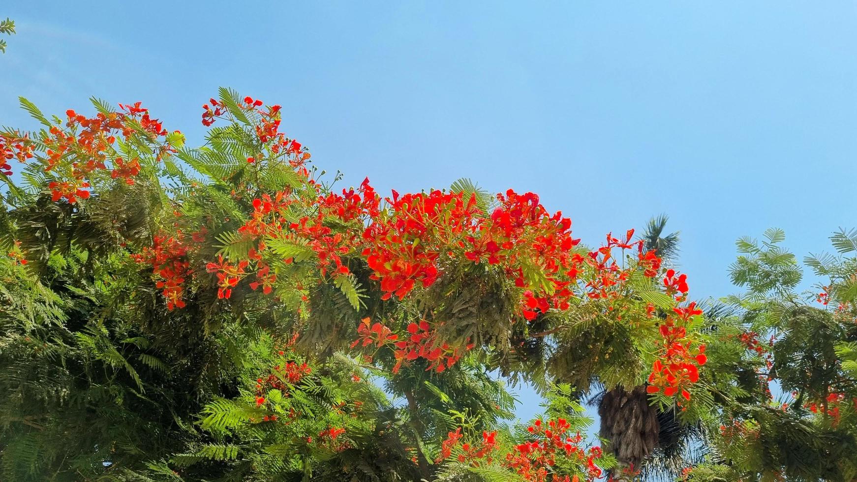 Flowers in the tree photo