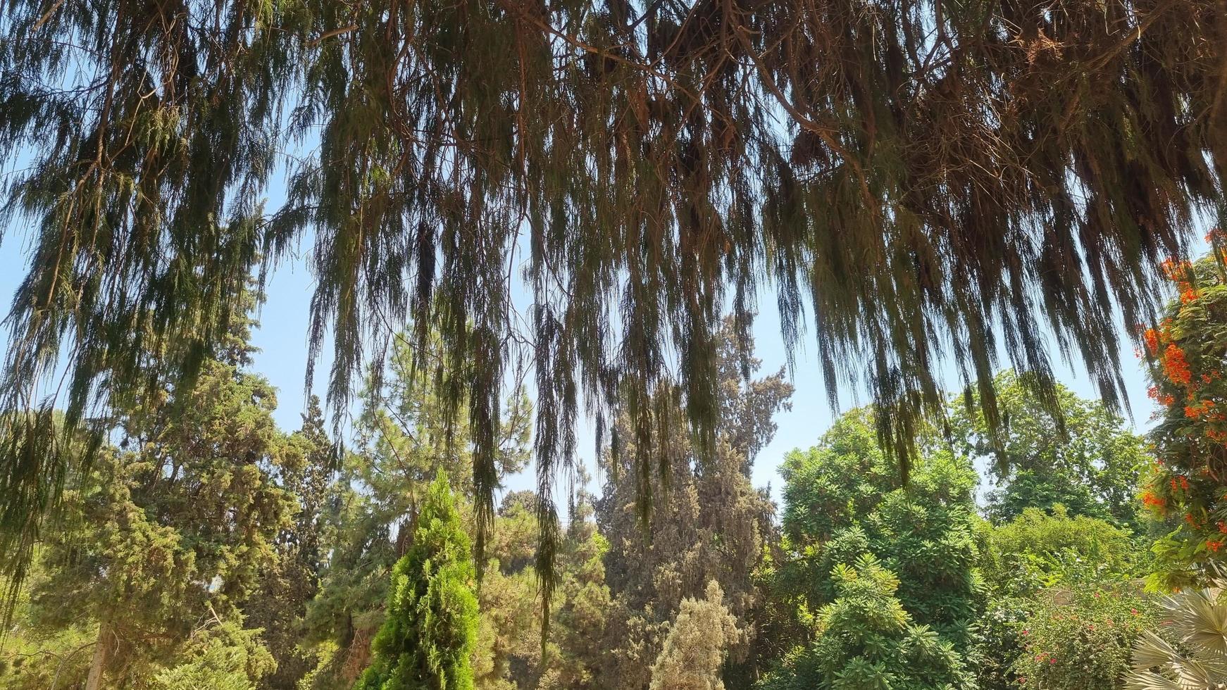 Tree branches in the forest photo