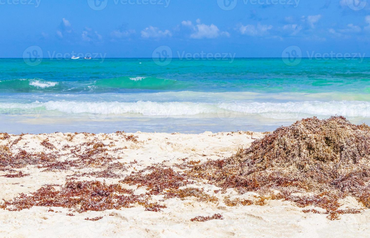 Algas rojas en la playa tropical de Punta Esmeralda, Playa del Carmen, México foto