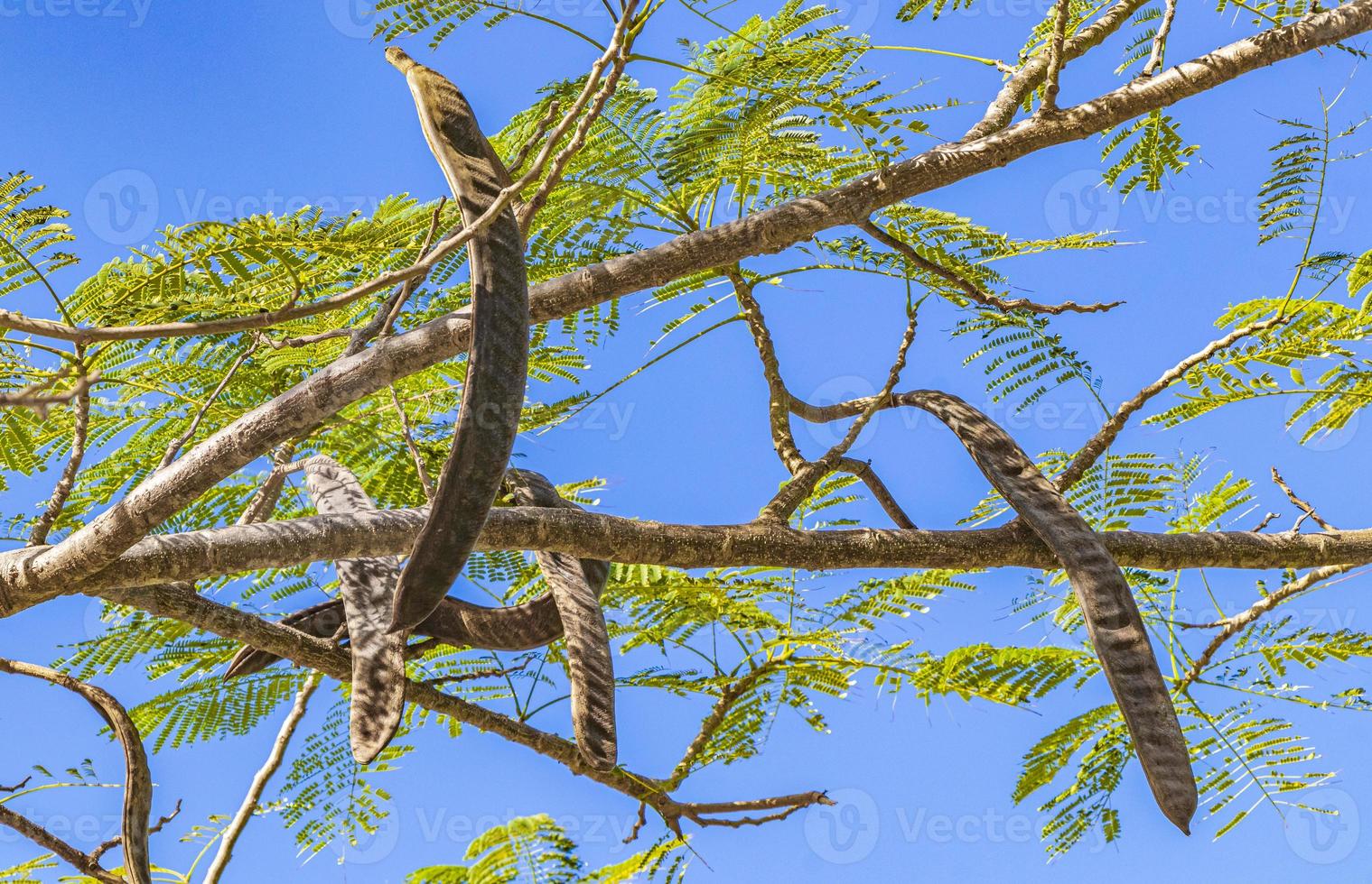 árbol poinciana con vainas de semillas y cielo azul en méxico. foto