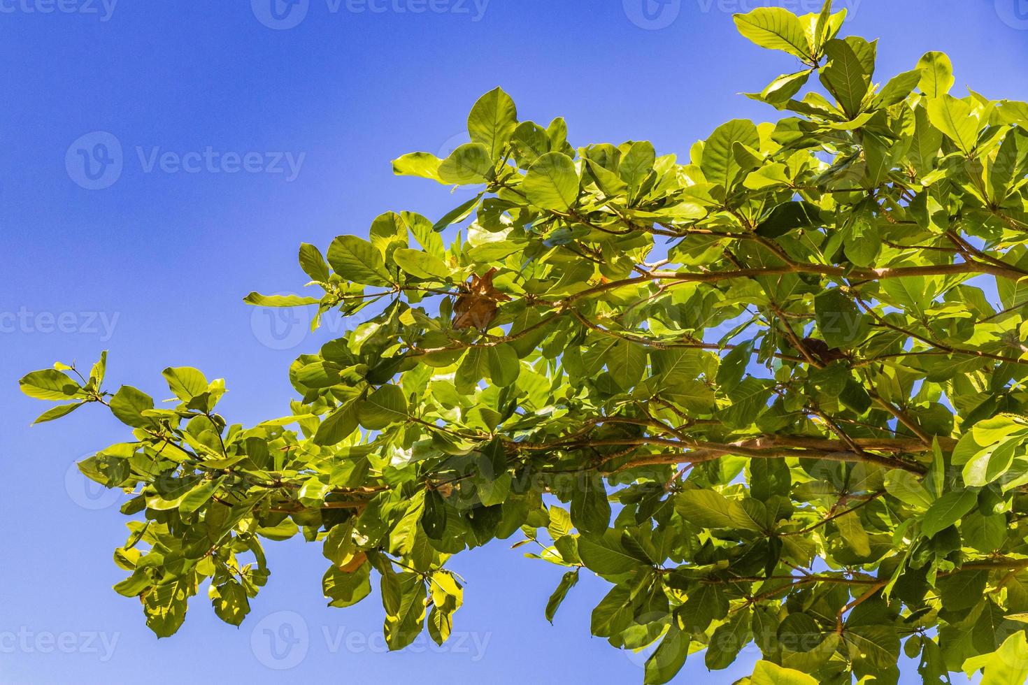 Corona de árbol tropical con cielo azul en la selva de México. foto