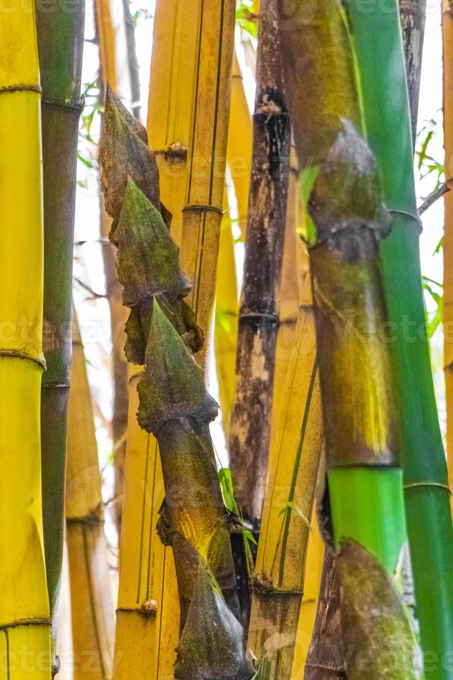 árboles de bambú verde amarillo bosque tropical san josé costa rica. foto