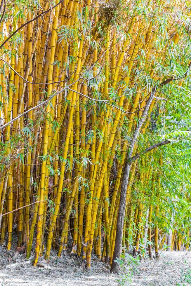 Green yellow bamboo trees tropical forest San Jose Costa Rica. photo