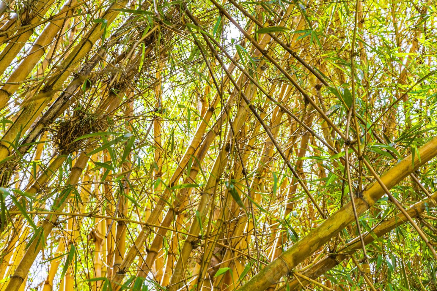 Green yellow bamboo trees tropical forest San Jose Costa Rica. photo
