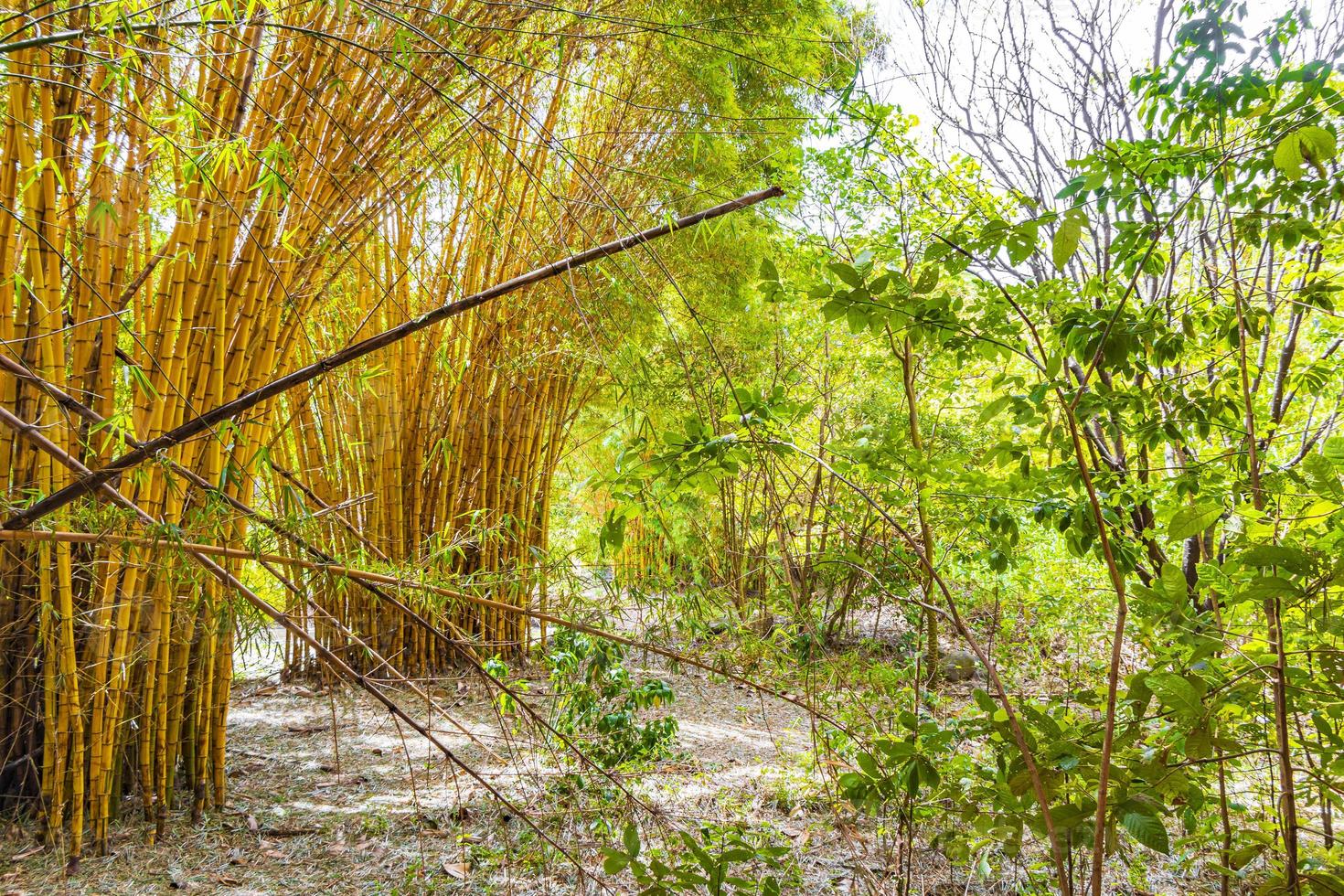 Green yellow bamboo trees tropical forest San Jose Costa Rica. photo