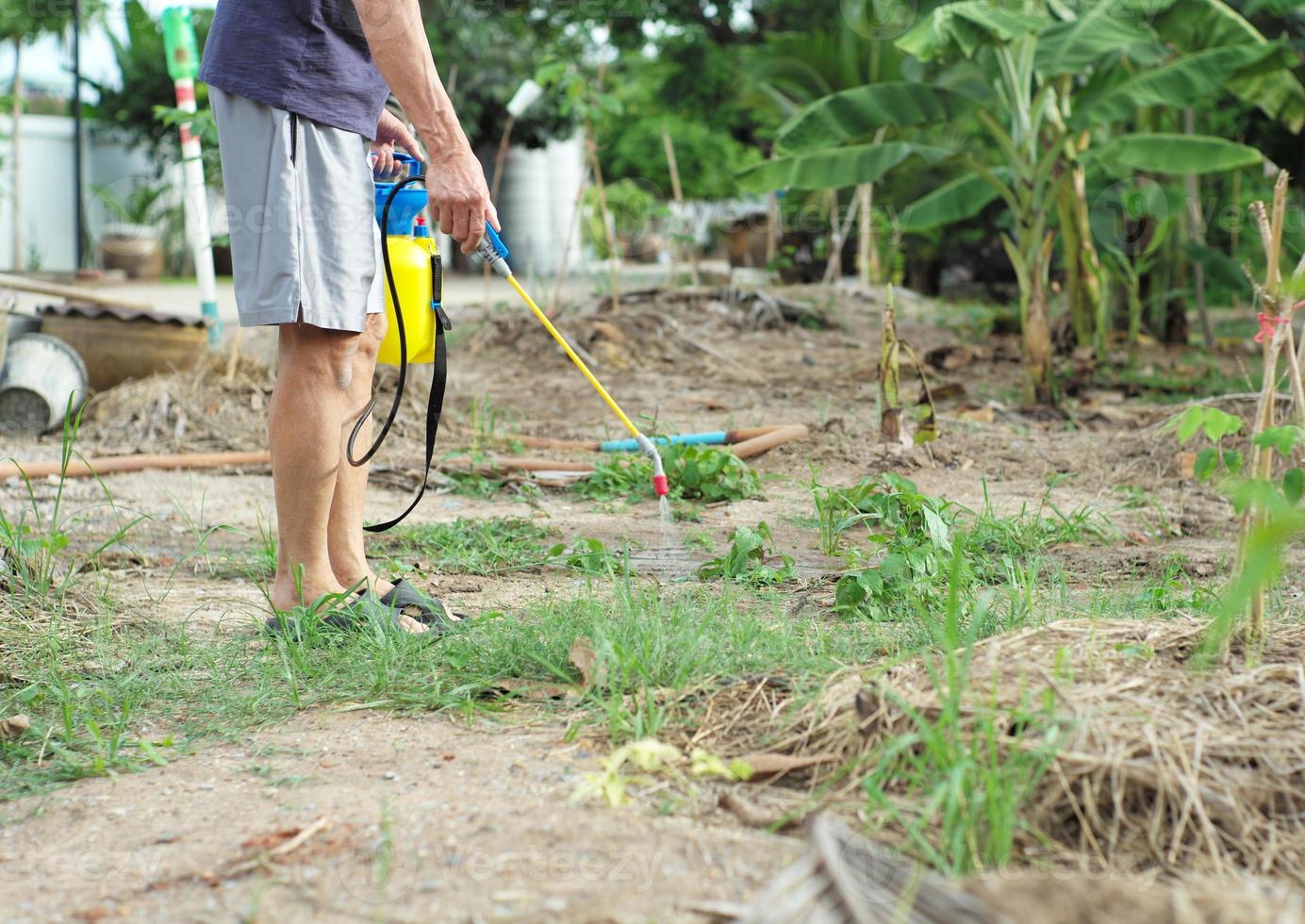 Vista trasera del jardinero masculino en traje casual rociar el insecticida foto