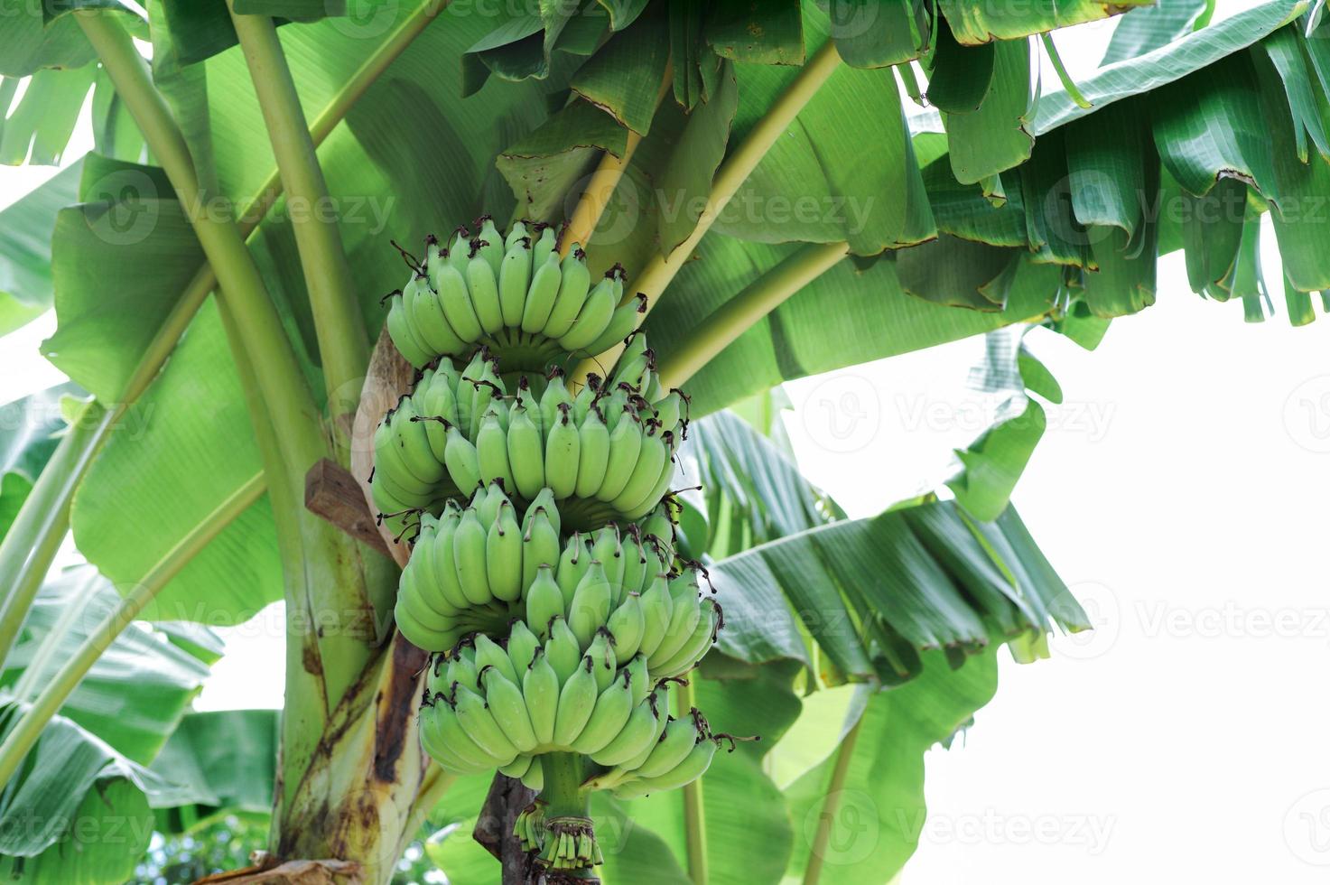 High angle view bunch of green bananas on the tree photo