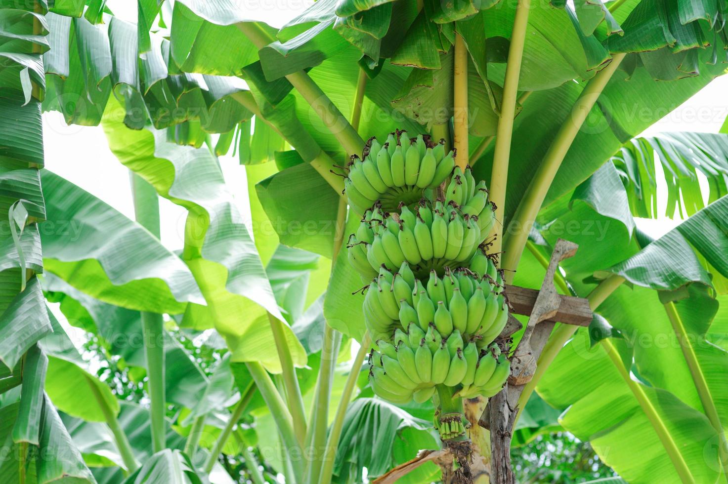 Un alto ángulo de vista racimo de plátanos verdes en el árbol foto