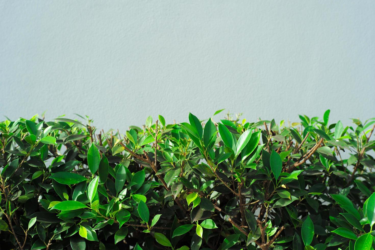 Closeup green leaves of bush with gray wall in background photo