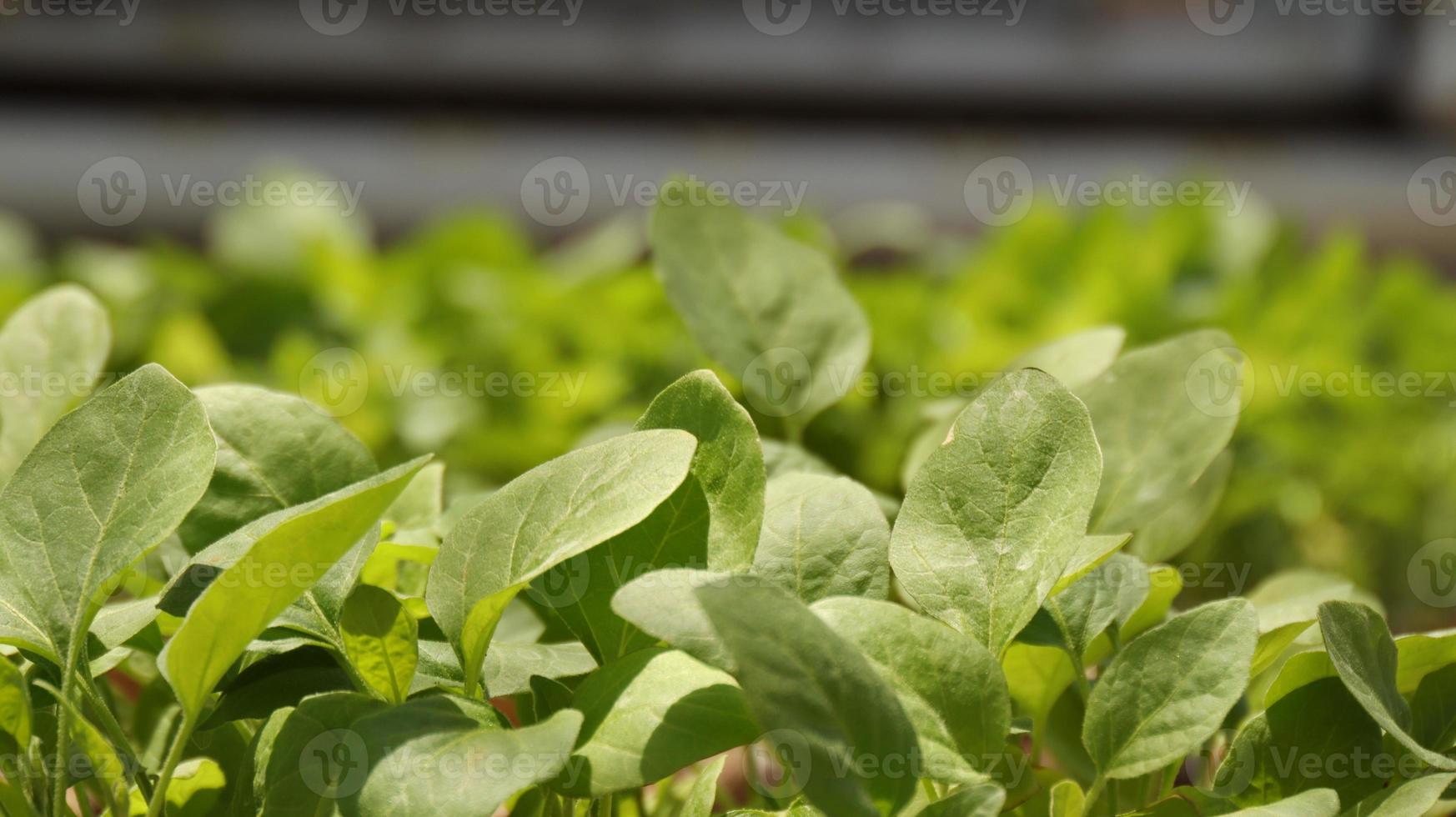 Plant seeds in wood container photo