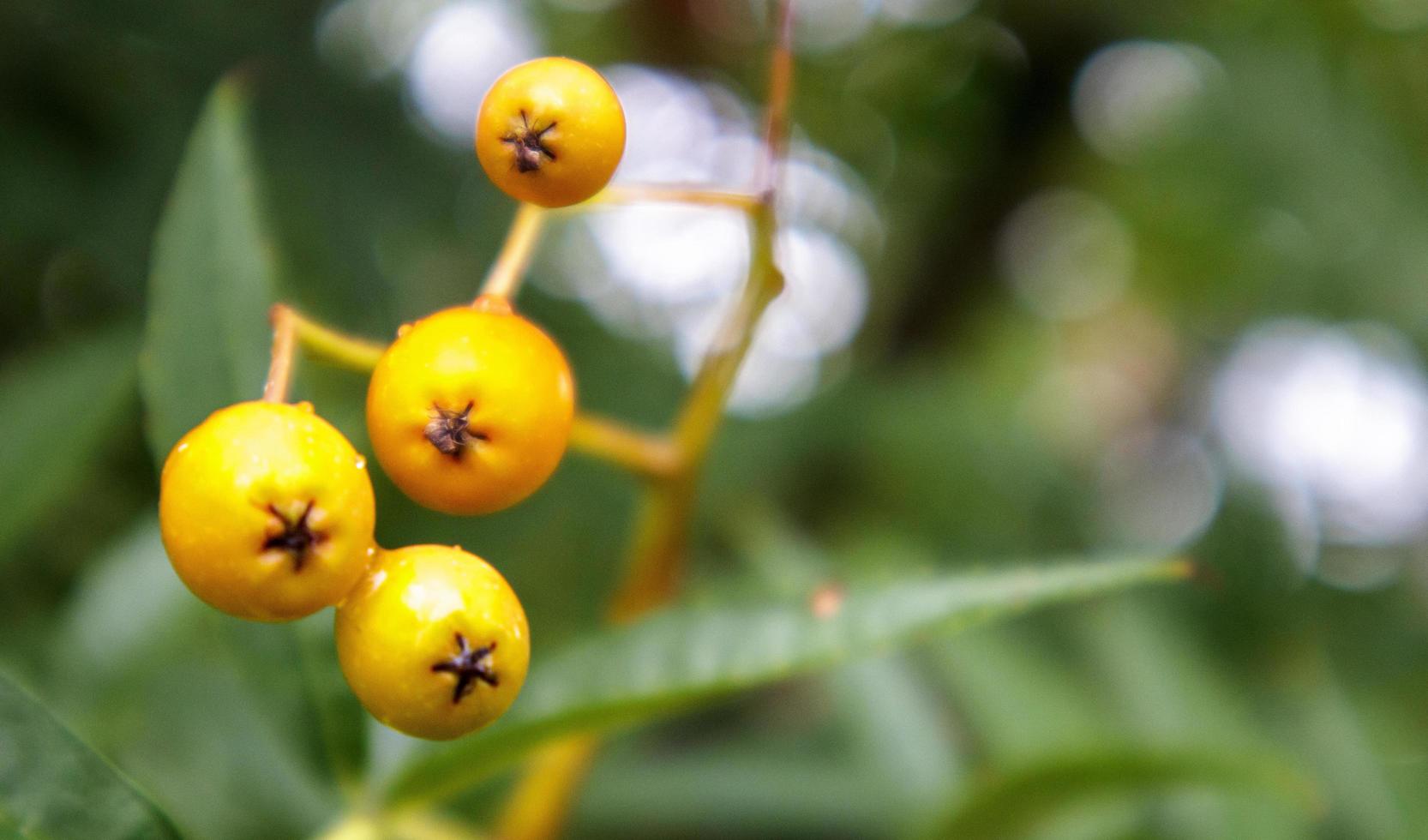 Ripe orange rowan berries close-up on a blurred background photo