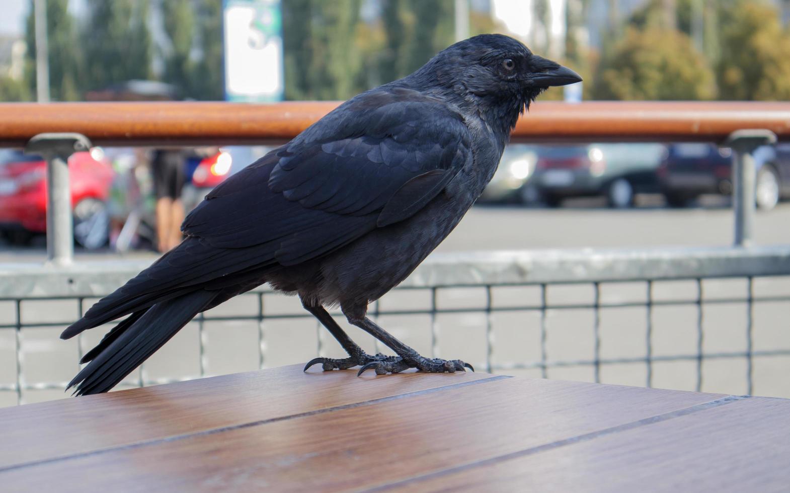 Vista cercana de un pájaro negro, un cuervo de pie sobre una mesa de madera foto