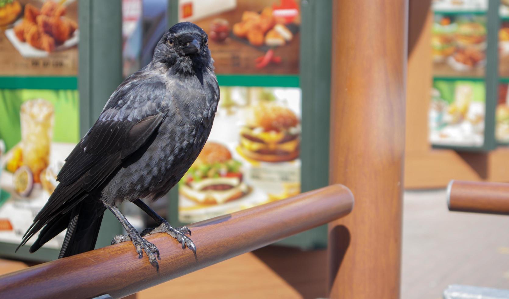 Vista cercana de un pájaro negro, un cuervo de pie sobre una barandilla de madera. foto