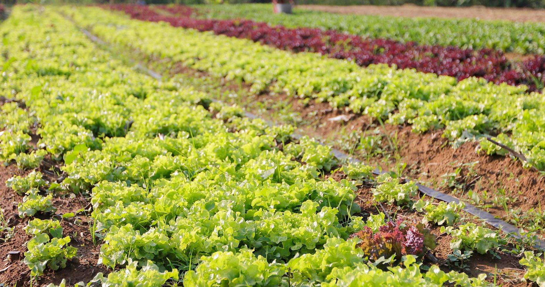 verduras en una granja de verduras foto