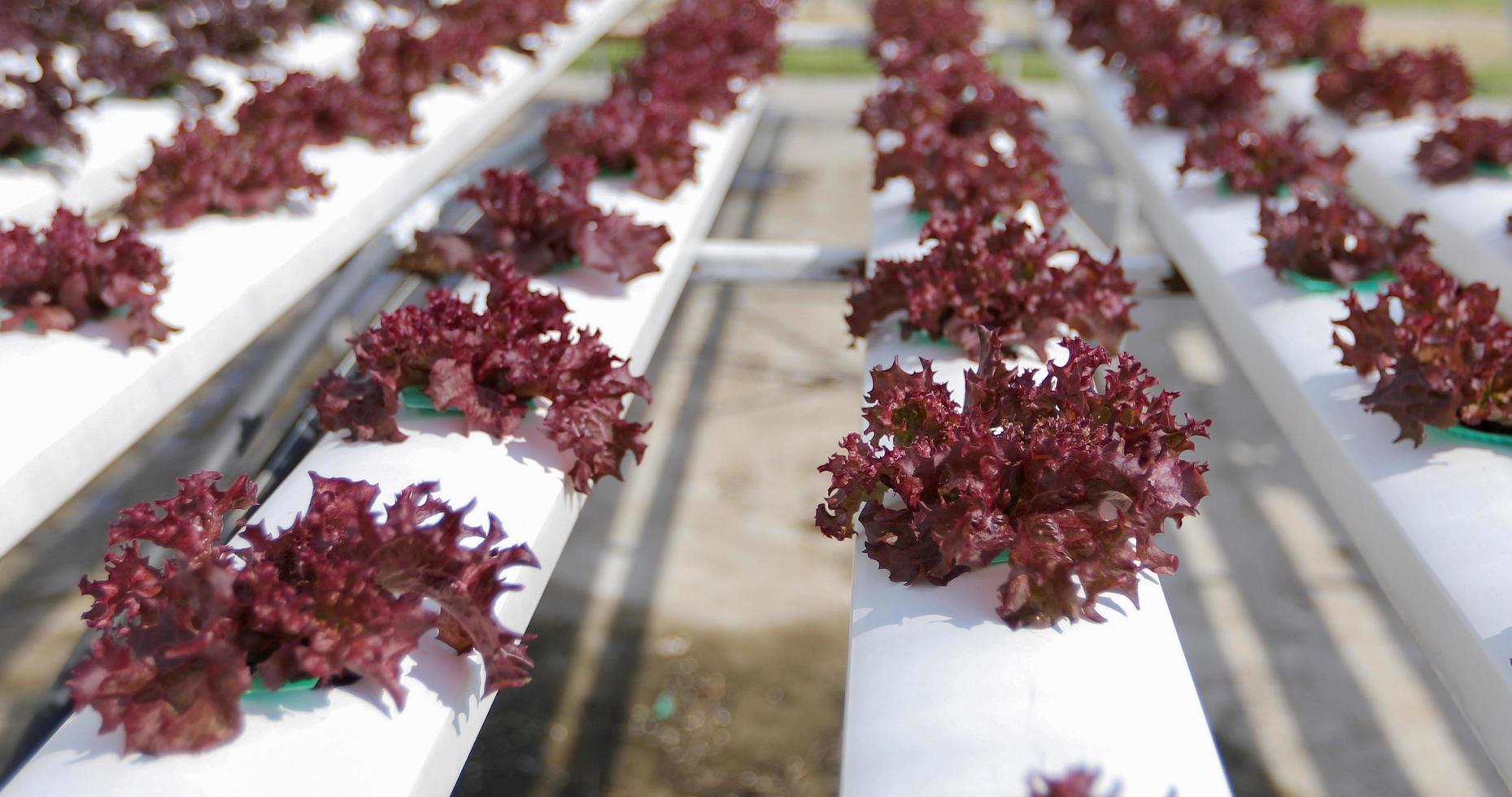 verduras en una granja de verduras foto