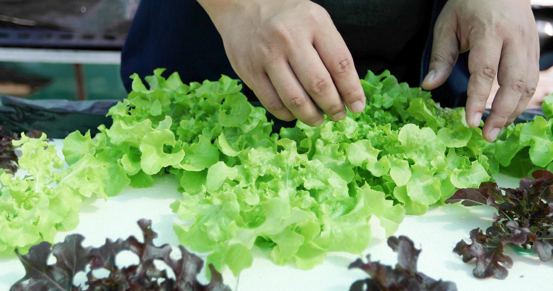 verduras en una granja de verduras foto