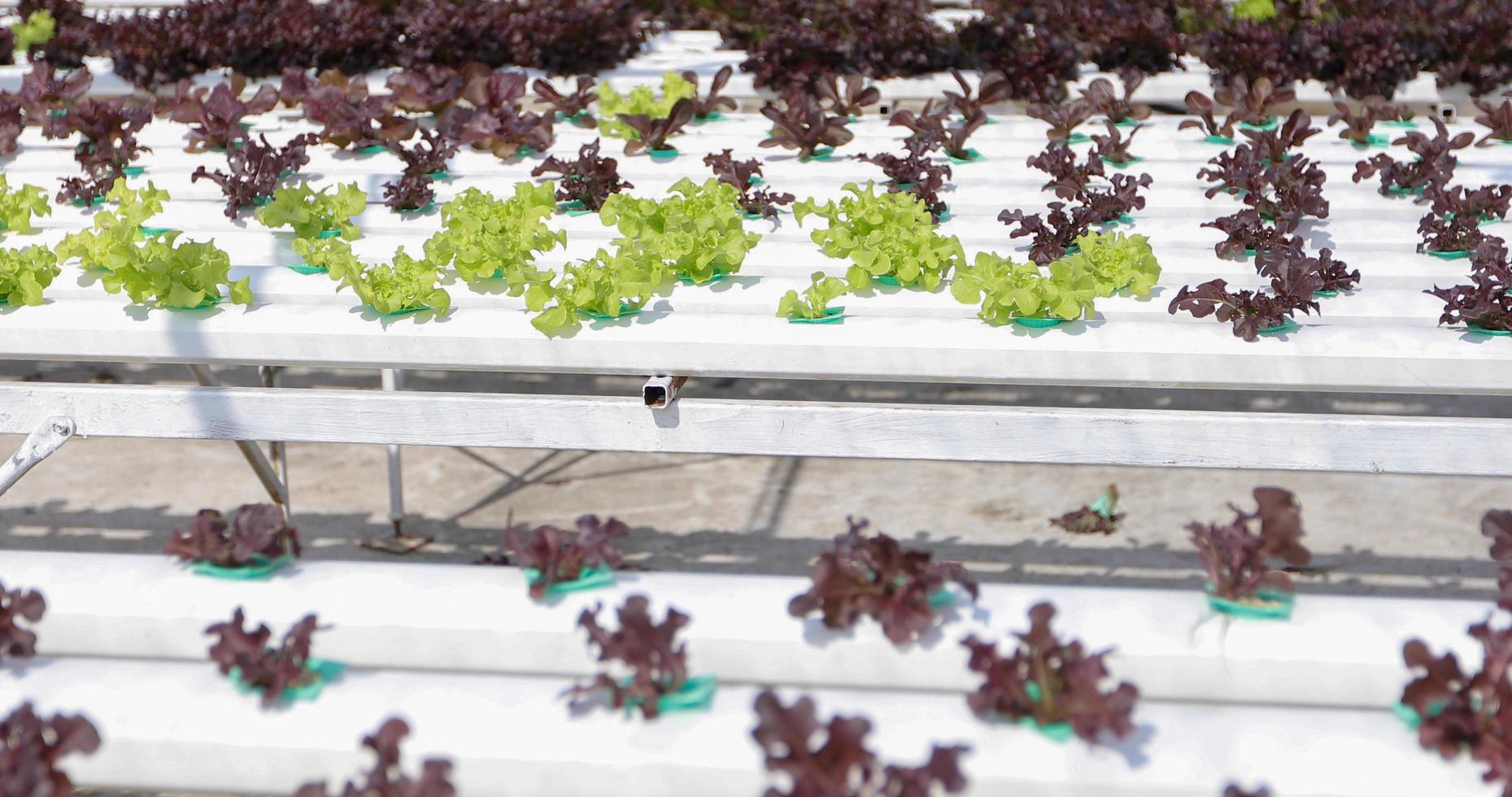 verduras en una granja de verduras foto