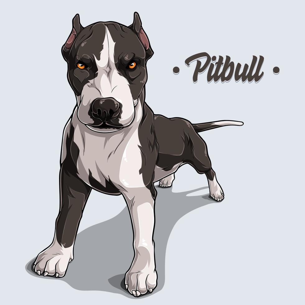 Potente pit bull de raza de perro de pie en toda su longitud vector