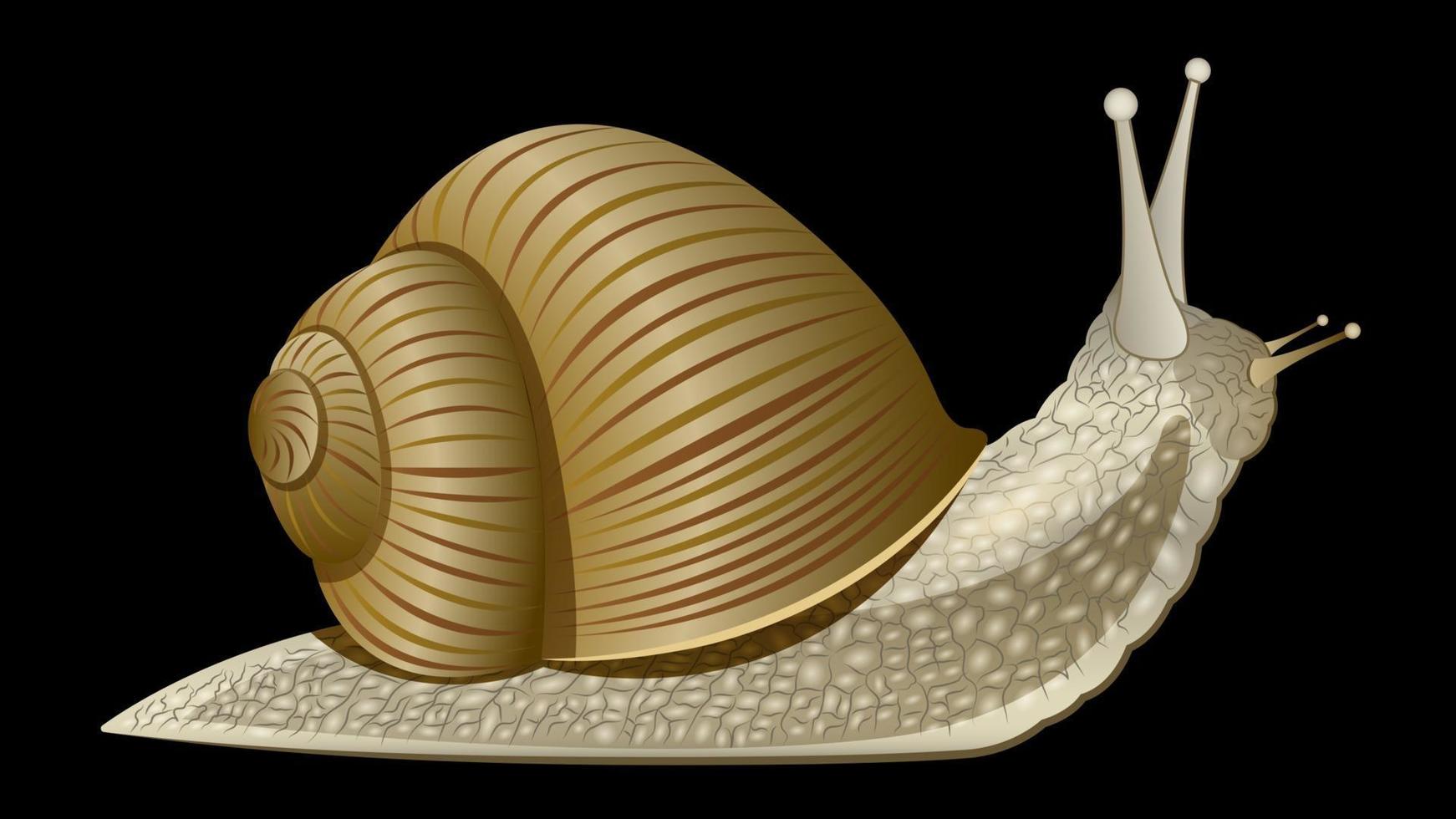 caracol realista aislado vector