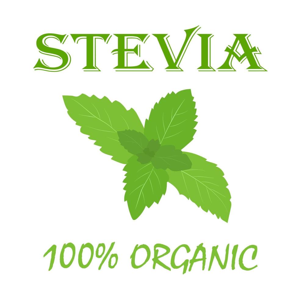 banner de stevia orgánica natural. ilustración vectorial en estilo plano. vector