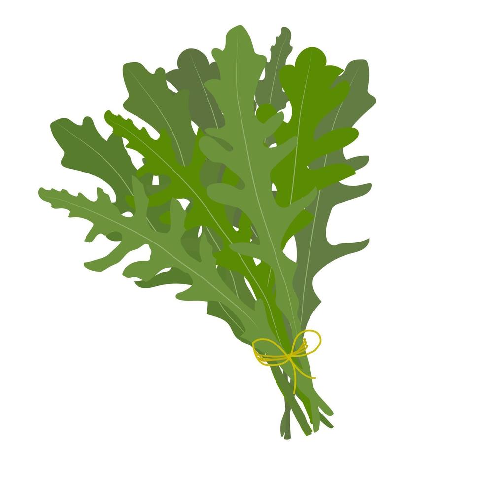 A bunch of fresh arugula. Vector illustration in flat style.