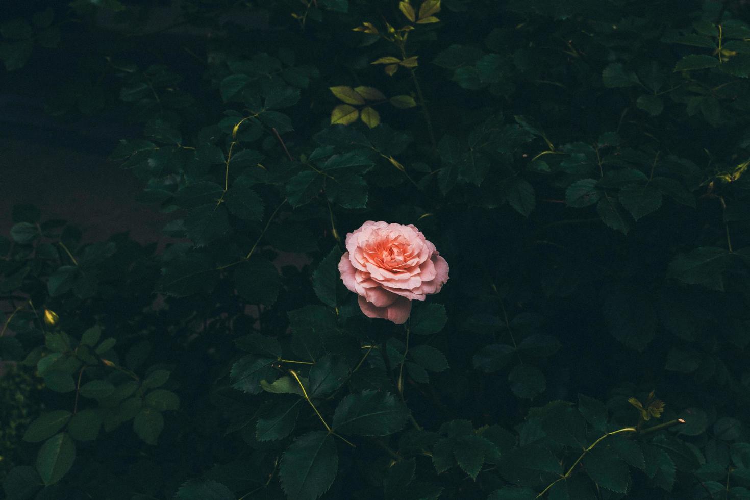 Rose in bush photo