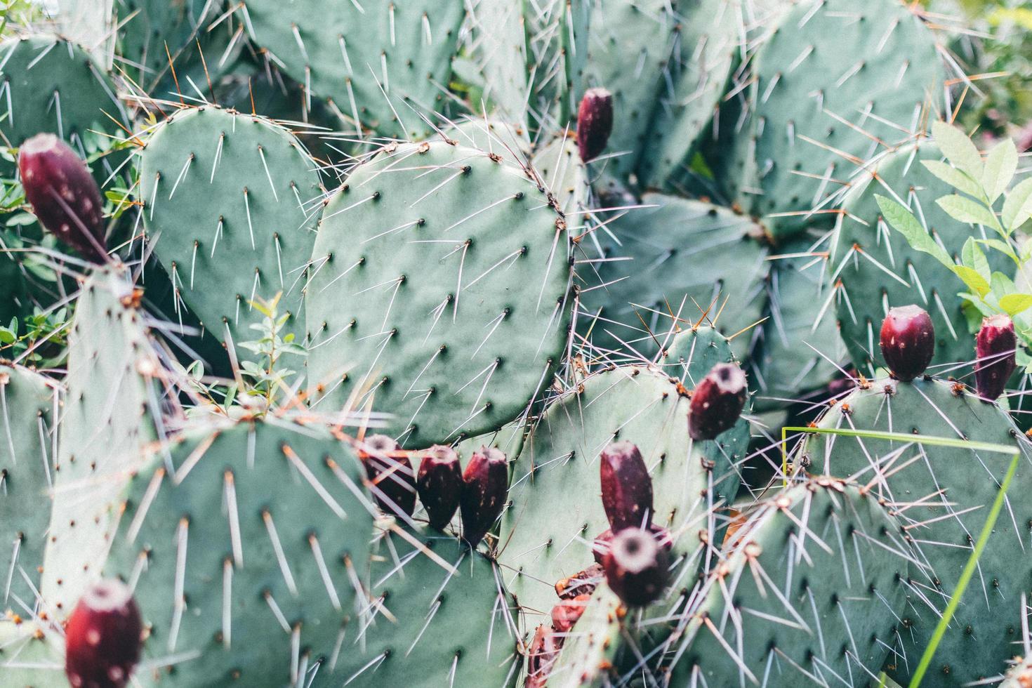 Prickly Pear Cactus photo