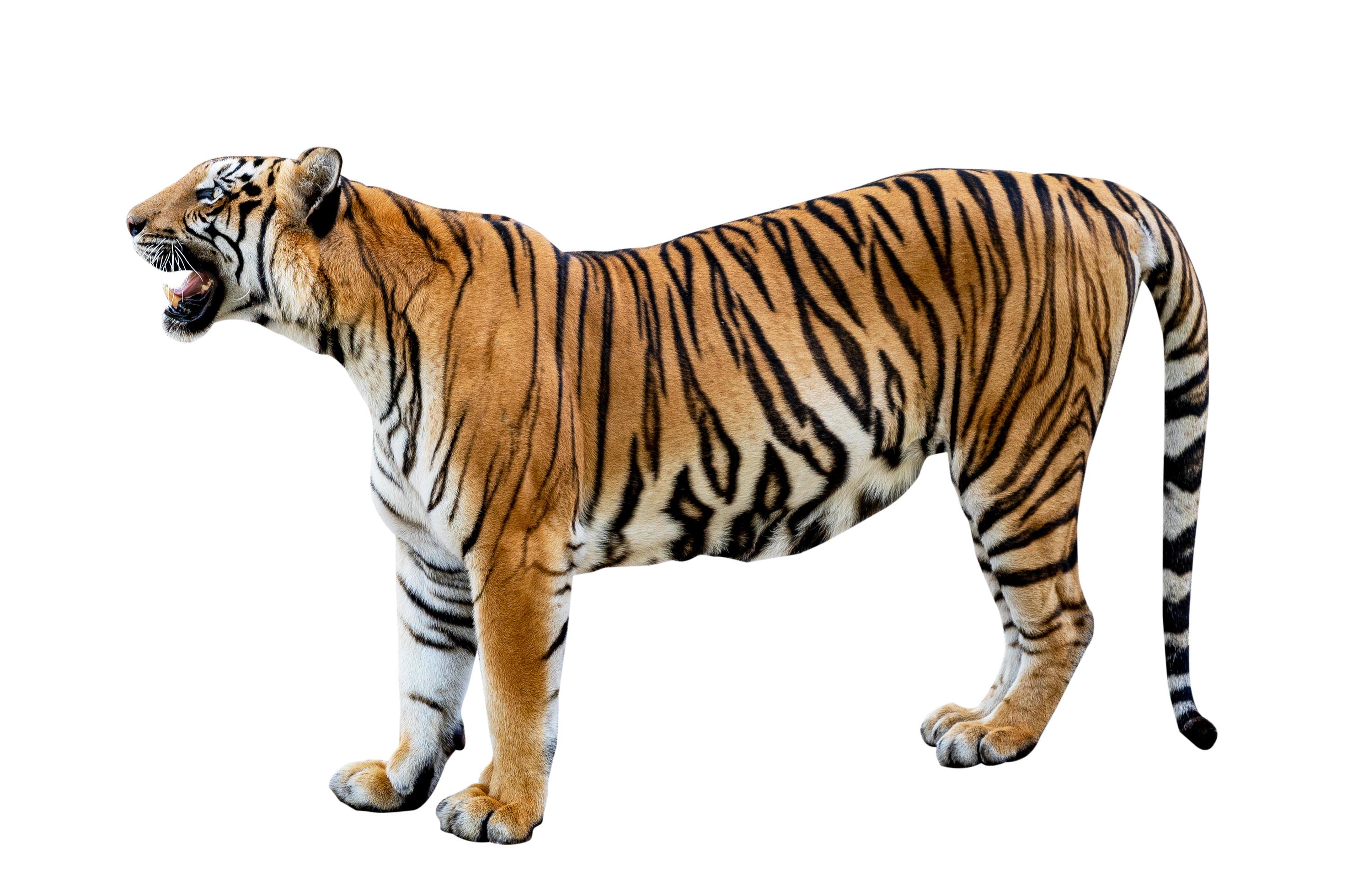 tiger White background Isolate full body 3466610 Stock Photo at Vecteezy