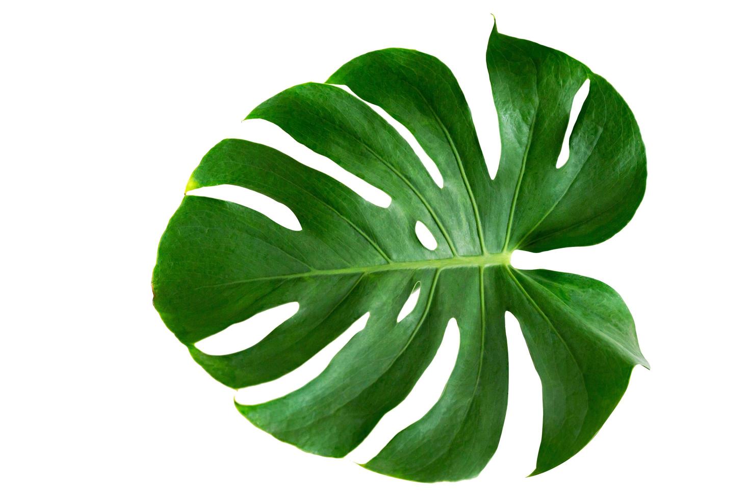 Monstera leaf isolated on white background photo